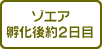 ゾエア孵化後約2日目