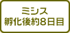 ミシス孵化後約8日目