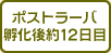 ポストラーバ孵化後約12日目